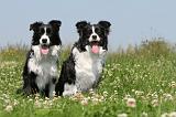 BORDER COLLIE 523